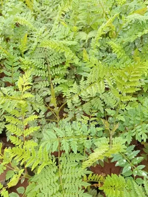 Jacaranda Mimosifolia Seedlings