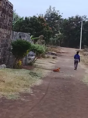 Kiwanja Kinauzwa Muguga, Thika