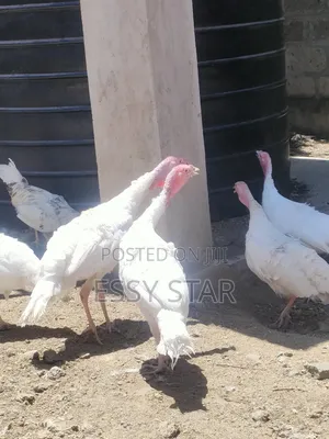 Kuku wa Nyama Nyeupe wa Holland