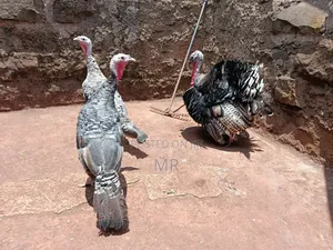 Jozi ya Uturuki Iliyoiva
