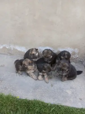 Mbwa Mwana wa German Shepherd Safi - Mwezi 0-1 Jike
