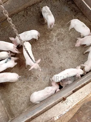Healthy Piglets for Sale - Githunguri