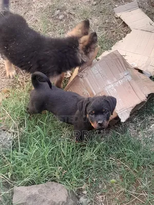 Purebred Rottweiler Puppy - 1-3 Months Female
