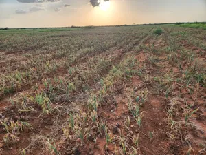 10,000 Acres Farmland at Tana River, Bura - Riverfront & Tarmac Access
