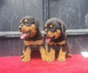 Purebred Rottweiler Puppy, 1-3 Months Old