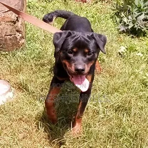 Purebred Rottweiler, 6-12 Months Male