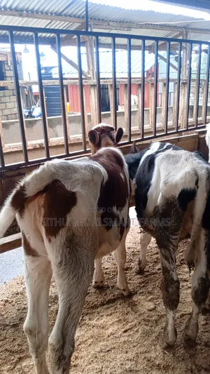 Pedigree Friesian, Ayrshire & Holstein Calves