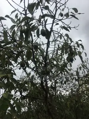 Shamba la Eka 0.6 la Hass Avocado, Murang'a
