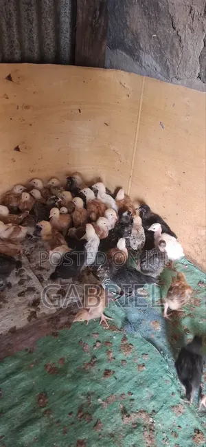 Healthy & Vaccinated Chicks - 1 Month Old