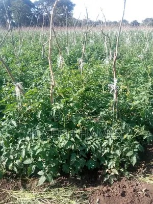 Eka 150 za Mashamba Loitokitok Rombo na Hati Tayari