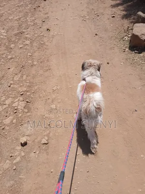 Purebred Maltese Dog - 1+ Year Old Male
