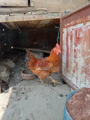 Kuku Kienyeji kwa Uuzaji
