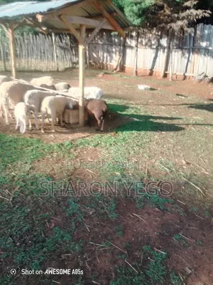 Kondoo na Kuku wa Mseto