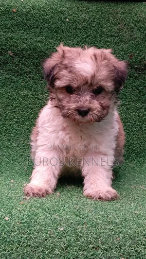 Purebred Havanese Puppy - 1-3 Months Male