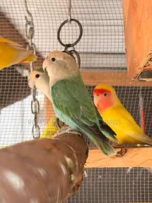 Ornamental Parrots for Sale
