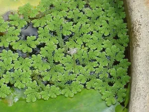 Mmea wa Azolla Unauzwa