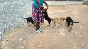 Mbwa wa Kike wa Kijerumani Mwezi 1-3