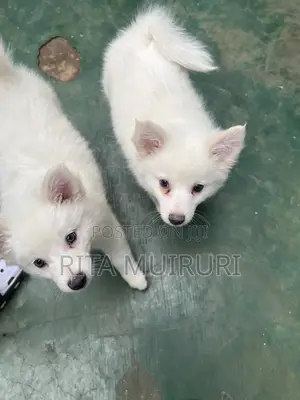 Female Japanese Spitz Puppy (1-3 Months)