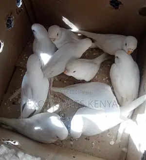 Parakeets for Sale