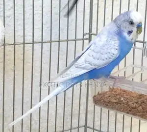 Mature Budgies - Mixed Colours