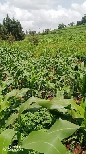 Eneo la 1/4 Acre Linauzwa Kutus, Kirinyaga