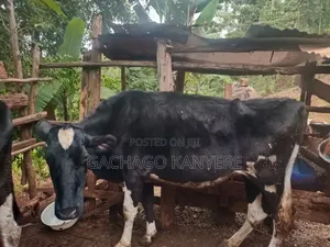 Ng'ombe Mwenye Afya wa Maziwa wa Friesian - Lita 7 Kila Siku
