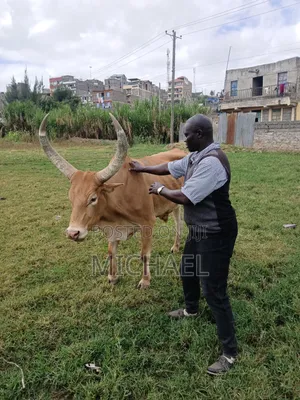 Huduma za Daktari wa Wanyama na Mafunzo