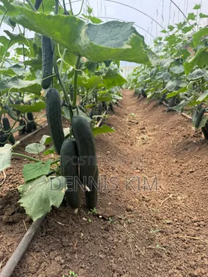 Cucumber and Avocados