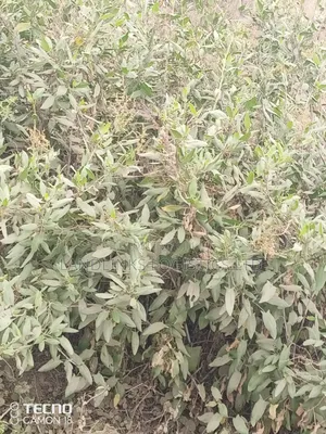Viwanja Mua Hills: 1-5 Eka kwa Makazi
