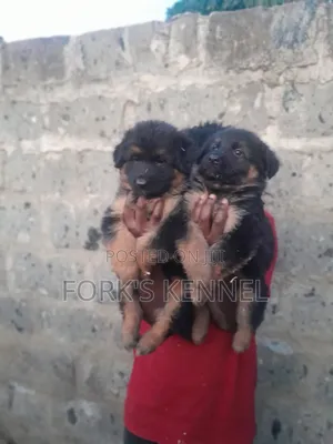 1-3 Month Female Purebred German Shepherd