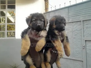Male Purebred German Shepherd Puppy (1-3 Months)
