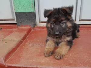 1-3 Month Male Purebred German Shepherd