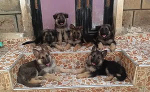 1-3 Month Male Purebred German Shepherd Puppy