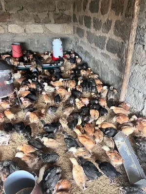 Improved Kienyeji Chicks - 1 & 2 Months Old