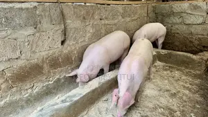 Unserved Duroc Gilts