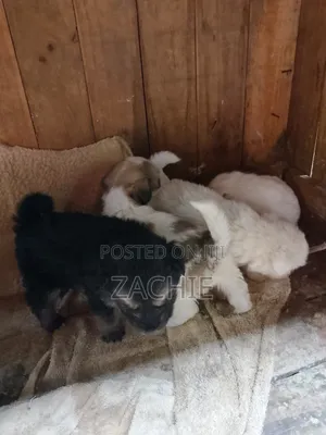1-3 Month Old Male Purebred Havanese Puppy