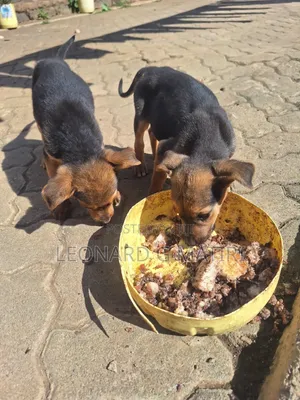 Mbwa wa Kijerumani wa Mchanganyiko, Kiume, Miezi 1-3