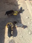 Mbwa wa Kijerumani wa Mchanganyiko, Kiume, Miezi 1-3 - 2