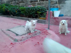 Purebred Maltese Puppy - 3-6 Months Male