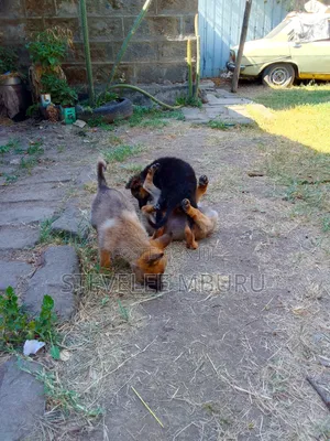 1-3 Months Male Purebred German Shepherd Puppy