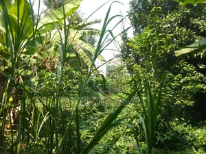 Viwanja 50x100 Muongoiya/Ruaka
