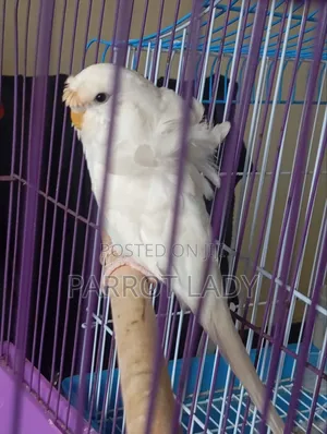 Young Female Budgie
