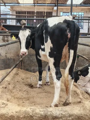 Pedigree In-Calf Heifer
