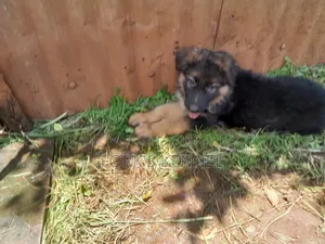 1-3 Month Male Purebred German Shepherd