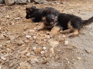 Female Purebred German Shepherd Puppy (1-3 Months)