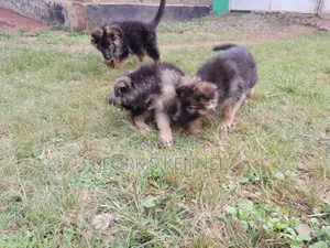 Male Purebred German Shepherd Puppy (1-3 Months)