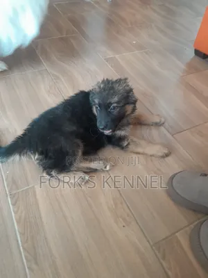 1-3 Months Female Purebred German Shepherd Puppy