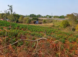 Vipande 50x100 vya Uuzaji Kivaa, Masinga