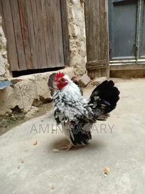 Serema Chickens (2)
