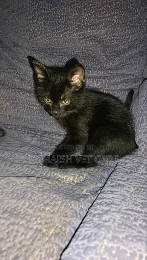 Purebred Bombay Kitten - 1-3 Months Old